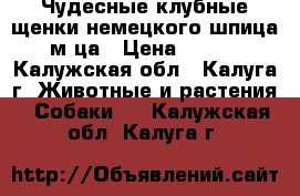 Чудесные клубные щенки немецкого шпица, 2 м-ца › Цена ­ 25 000 - Калужская обл., Калуга г. Животные и растения » Собаки   . Калужская обл.,Калуга г.